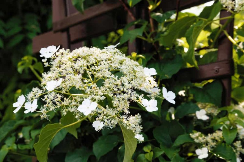 Top 27 Climbing Plants for Trellises: A Spring Garden Guide