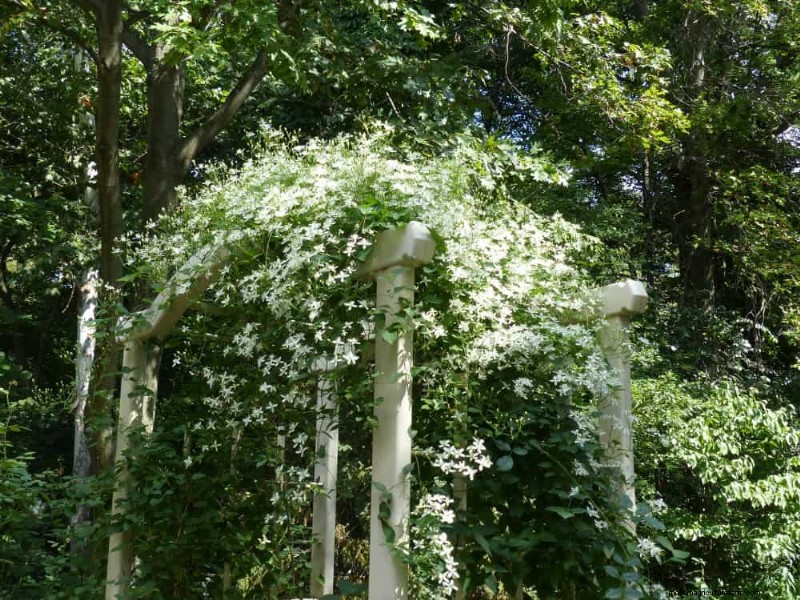 Top 27 Climbing Plants for Trellises: A Spring Garden Guide