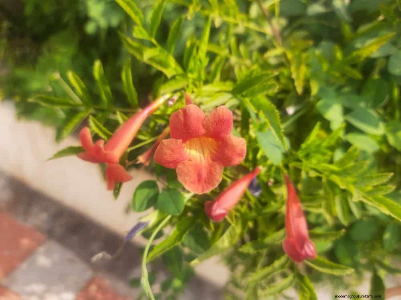 Top 27 Climbing Plants for Trellises: A Spring Garden Guide