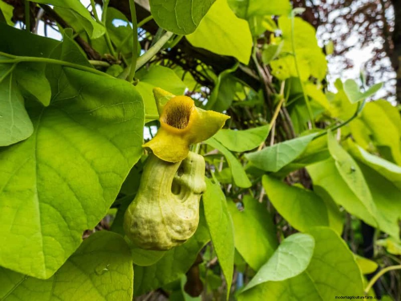 Top 27 Climbing Plants for Trellises: A Spring Garden Guide