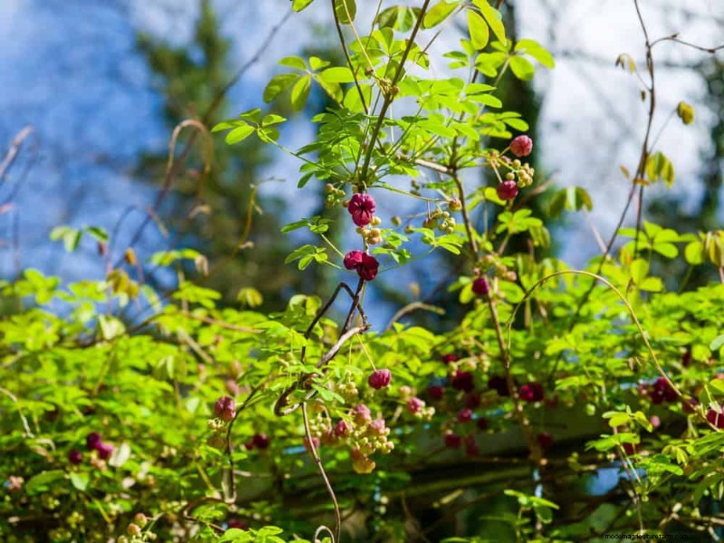 Top 27 Climbing Plants for Trellises: A Spring Garden Guide