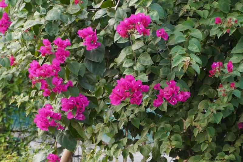 Top 27 Climbing Plants for Trellises: A Spring Garden Guide