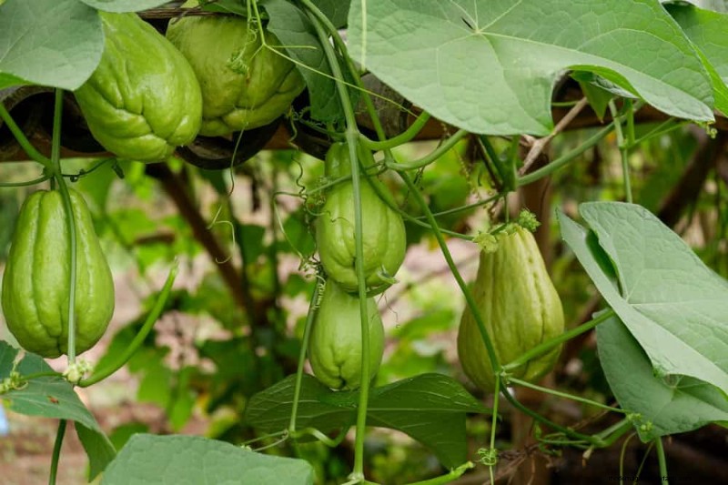Top 27 Climbing Plants for Trellises: A Spring Garden Guide