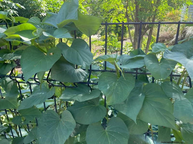 Top 27 Climbing Plants for Trellises: A Spring Garden Guide