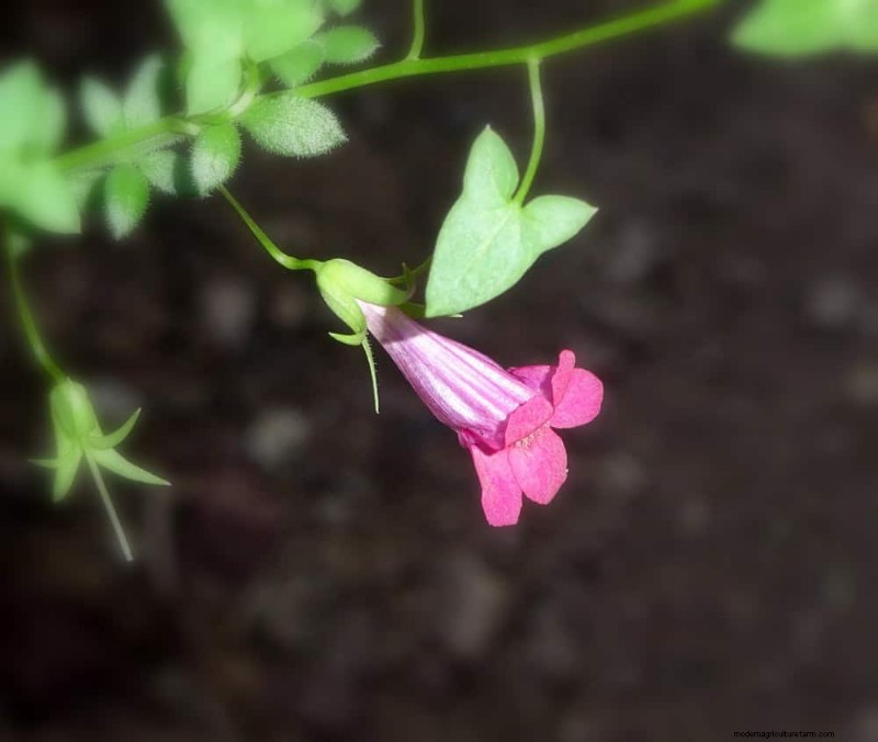 Top 27 Climbing Plants for Trellises: A Spring Garden Guide