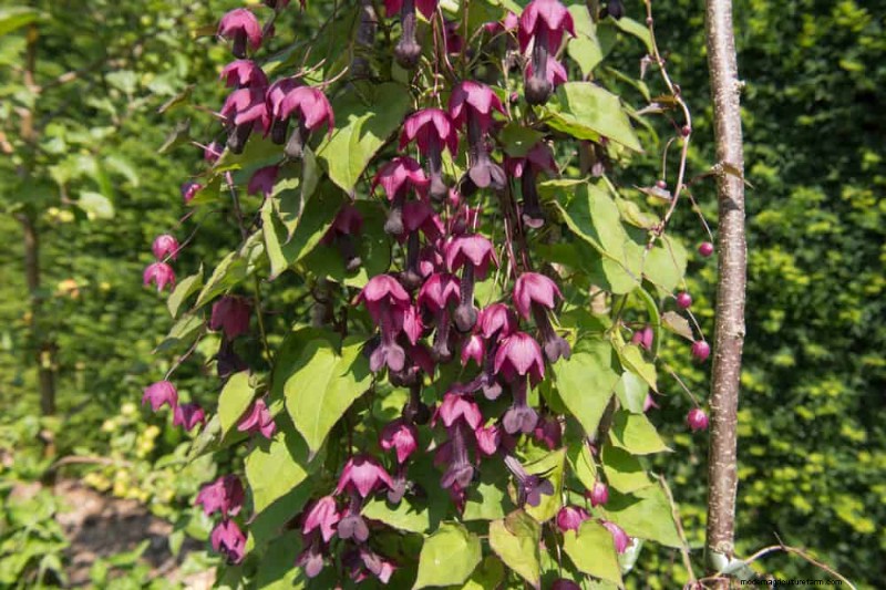 Top 27 Climbing Plants for Trellises: A Spring Garden Guide