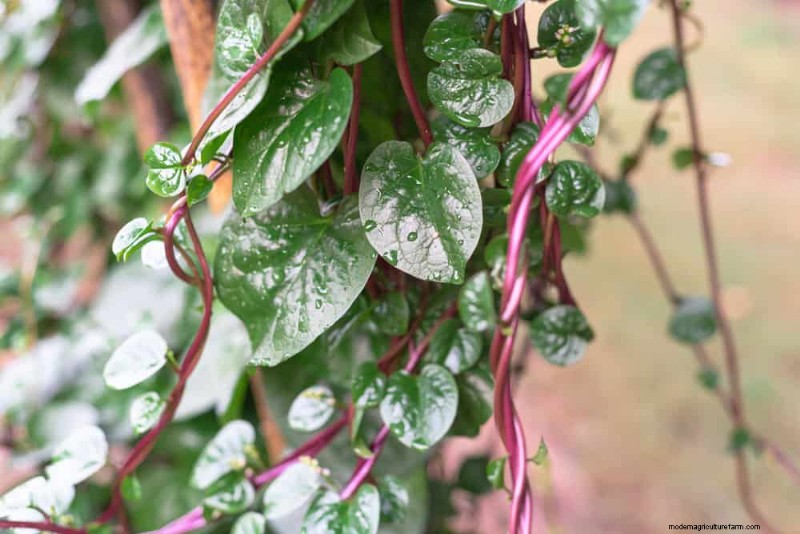Top 27 Climbing Plants for Trellises: A Spring Garden Guide