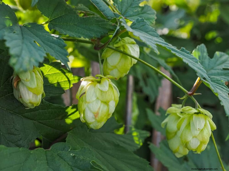 Top 27 Climbing Plants for Trellises: A Spring Garden Guide