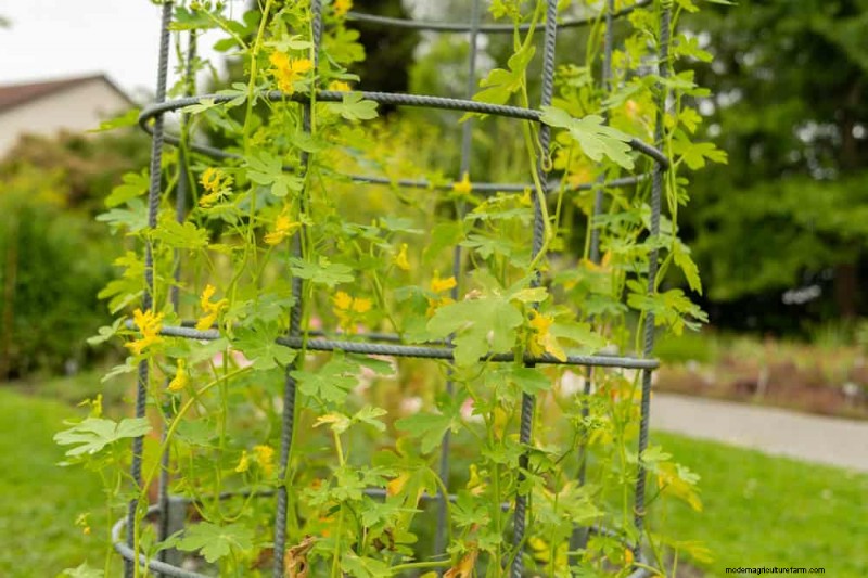 Top 27 Climbing Plants for Trellises: A Spring Garden Guide
