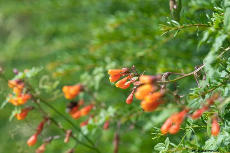 Top 27 Climbing Plants for Trellises: A Spring Garden Guide