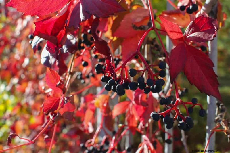 Top 27 Climbing Plants for Trellises: A Spring Garden Guide