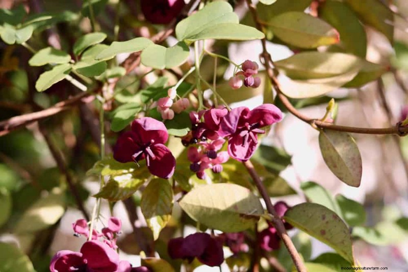 Top 27 Climbing Plants for Trellises: A Spring Garden Guide