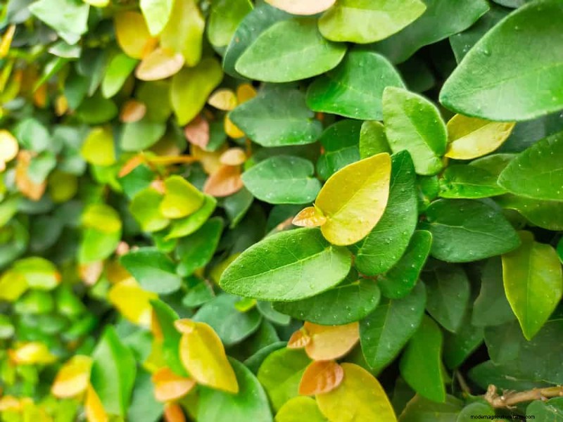 Top 27 Climbing Plants for Trellises: A Spring Garden Guide