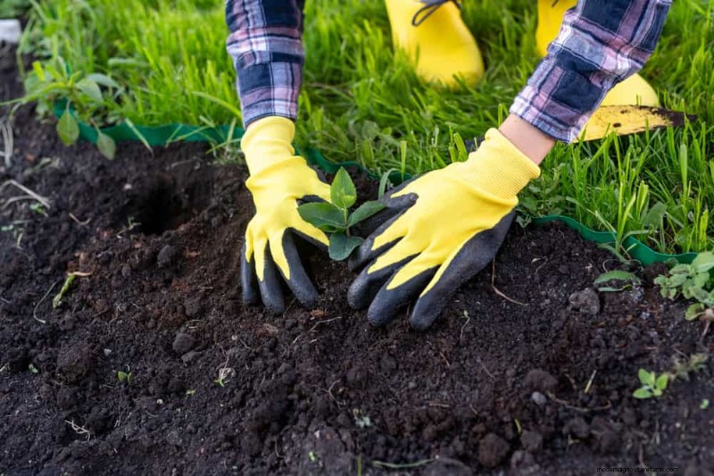 Top Spring Garden Tools: Essential Equipment for a Thriving Garden