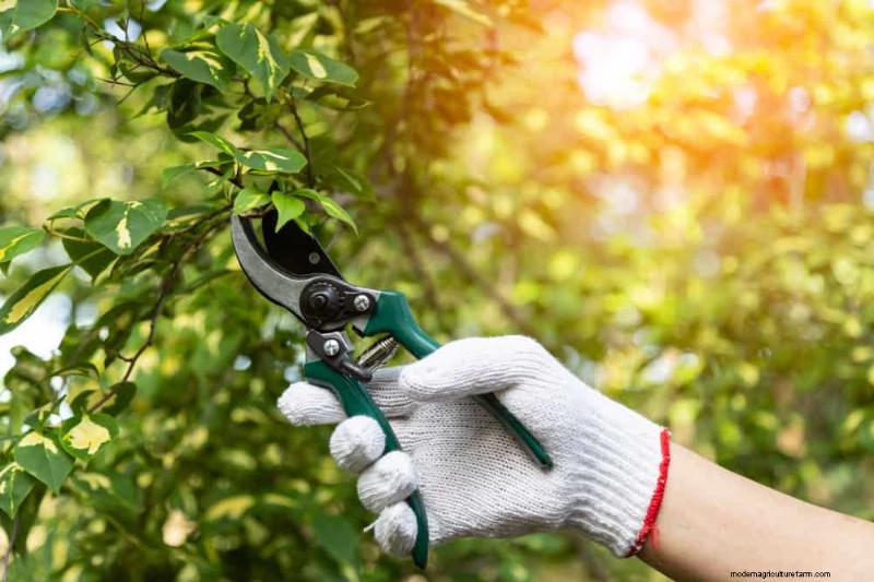 Top Spring Garden Tools: Essential Equipment for a Thriving Garden