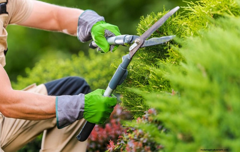Top Spring Garden Tools: Essential Equipment for a Thriving Garden