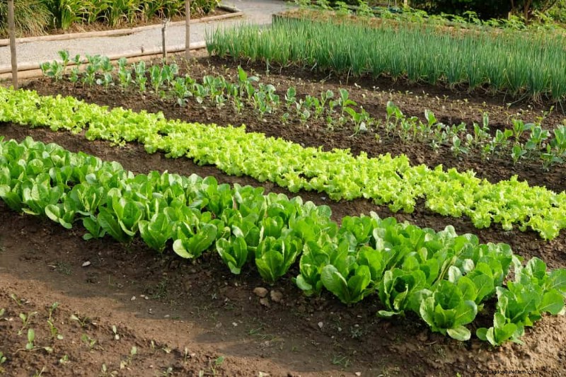 Quick-Growing Vegetables: 27 Varieties for Fast Harvests