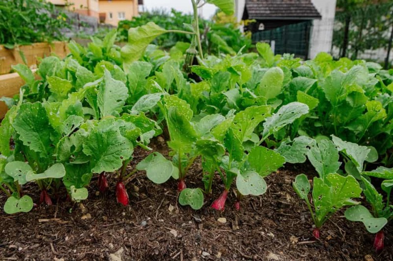 Quick-Growing Vegetables: 27 Varieties for Fast Harvests