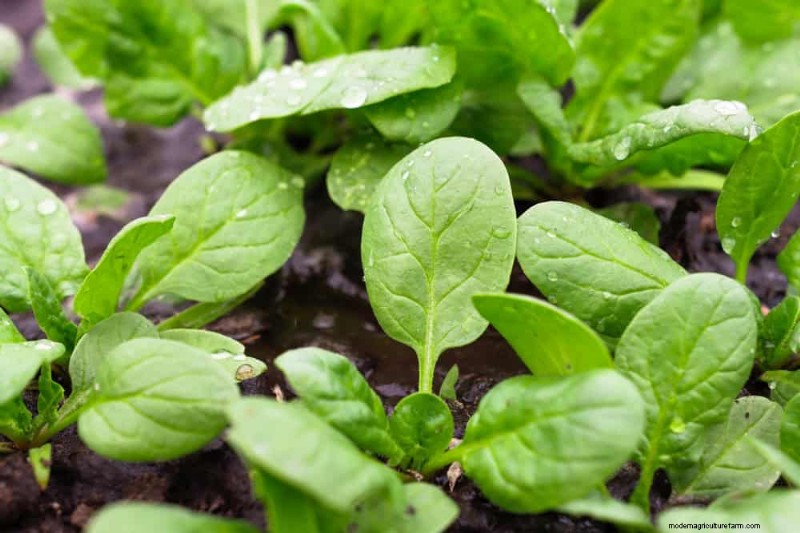 Quick-Growing Vegetables: 27 Varieties for Fast Harvests
