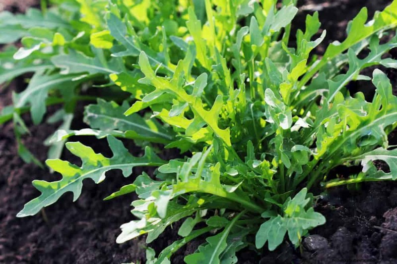 Quick-Growing Vegetables: 27 Varieties for Fast Harvests