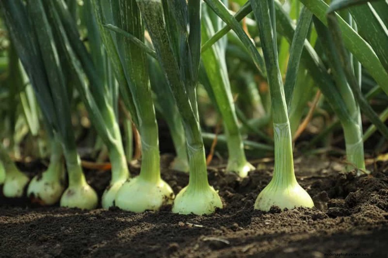 Quick-Growing Vegetables: 27 Varieties for Fast Harvests