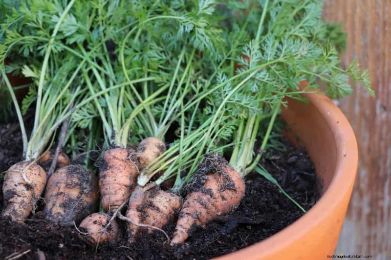 Quick-Growing Vegetables: 27 Varieties for Fast Harvests