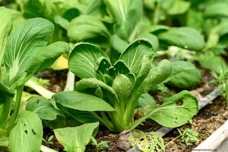Quick-Growing Vegetables: 27 Varieties for Fast Harvests