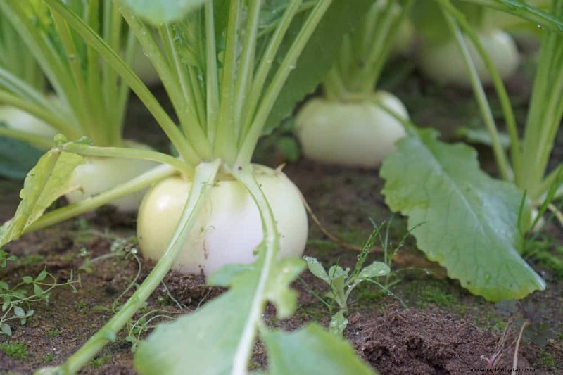 Quick-Growing Vegetables: 27 Varieties for Fast Harvests