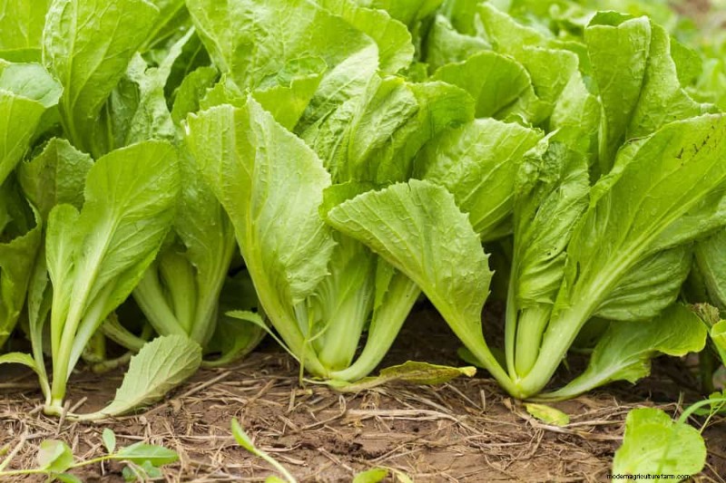Quick-Growing Vegetables: 27 Varieties for Fast Harvests