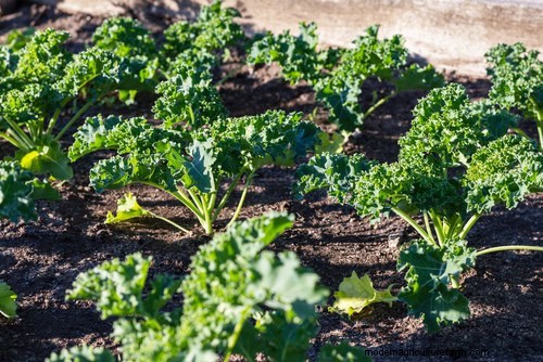 Quick-Growing Vegetables: 27 Varieties for Fast Harvests