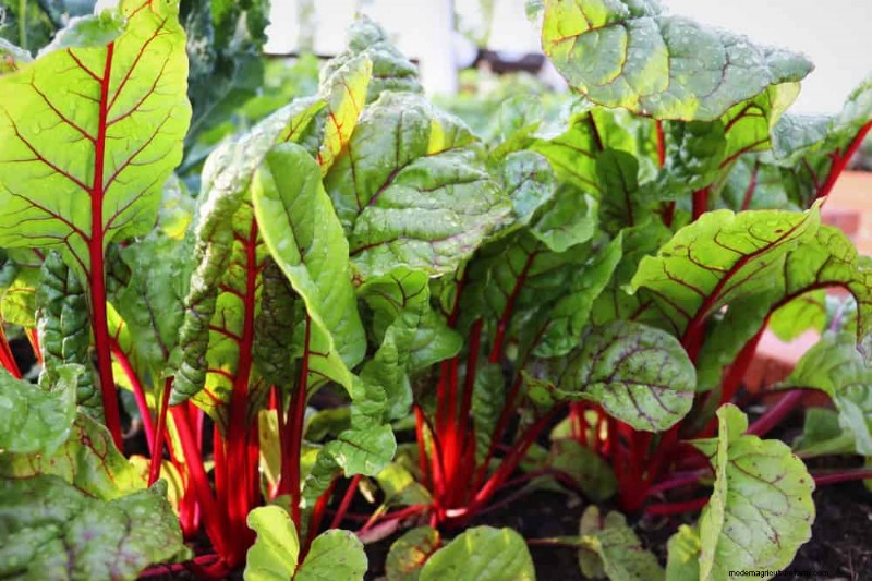 Quick-Growing Vegetables: 27 Varieties for Fast Harvests