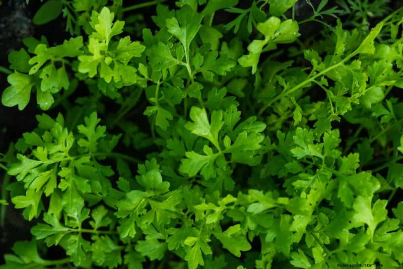 Quick-Growing Vegetables: 27 Varieties for Fast Harvests