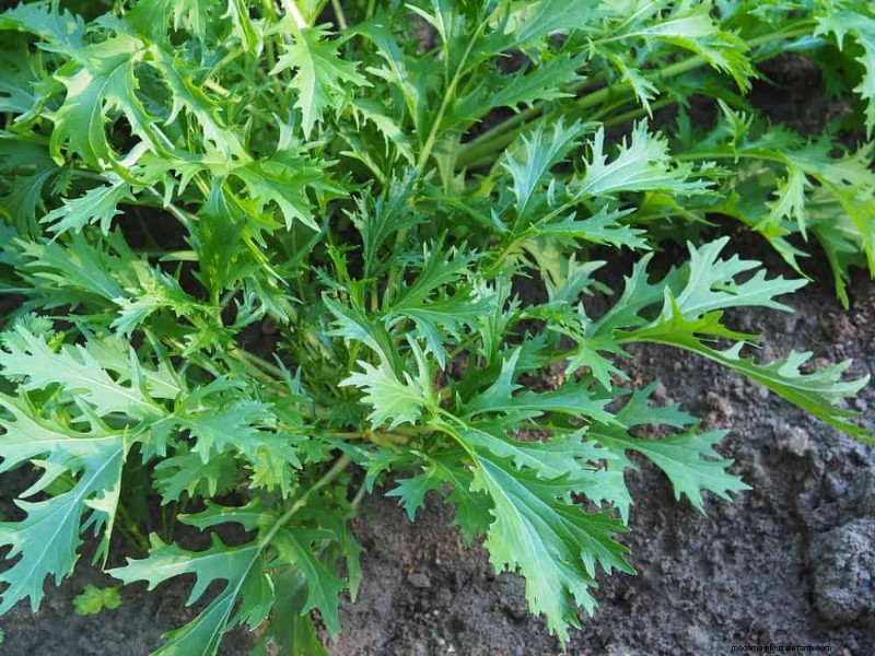 Quick-Growing Vegetables: 27 Varieties for Fast Harvests