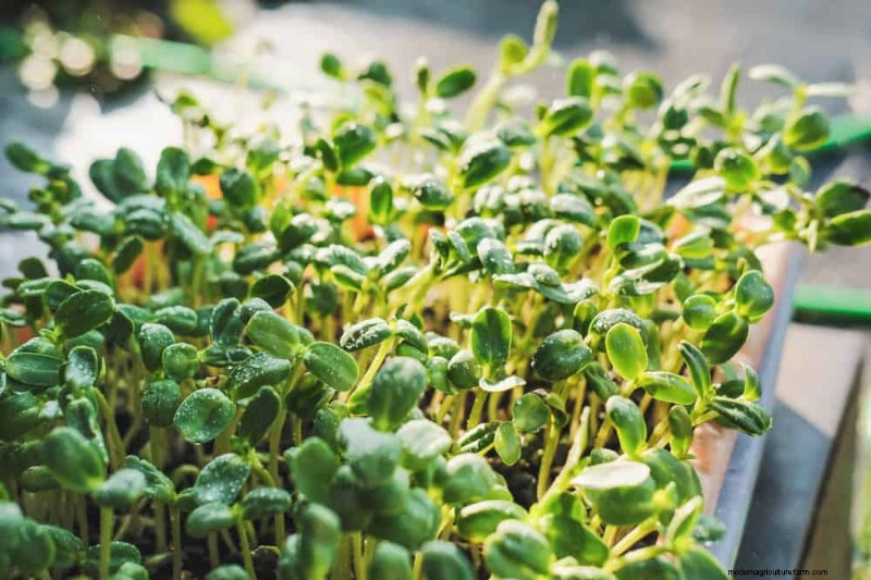 Quick-Growing Vegetables: 27 Varieties for Fast Harvests