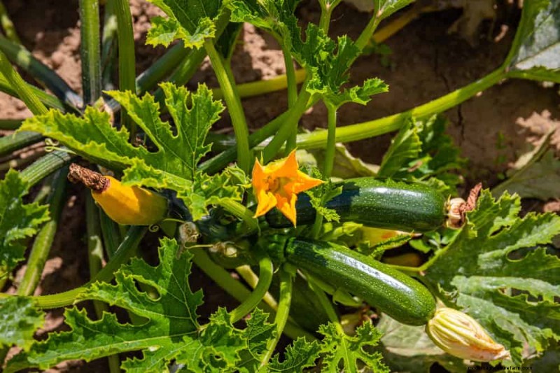 Quick-Growing Vegetables: 27 Varieties for Fast Harvests