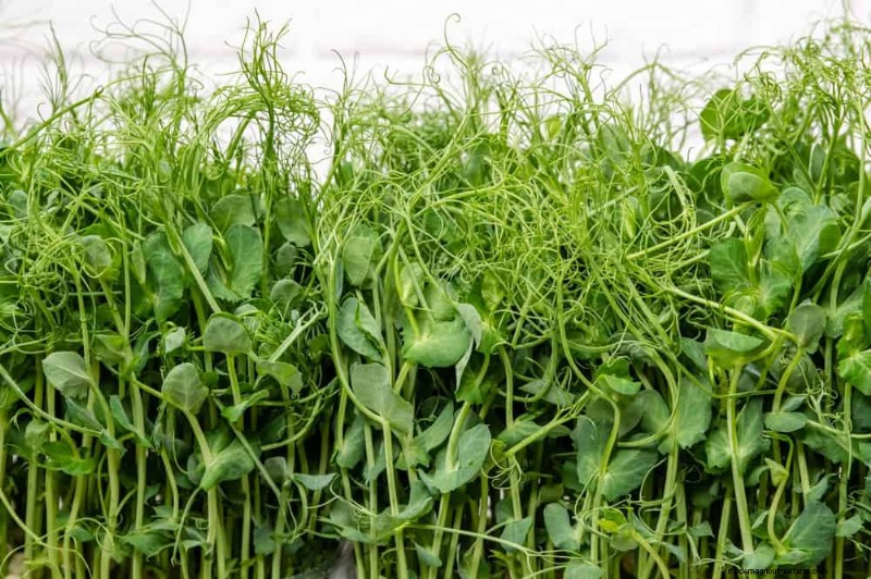 Quick-Growing Vegetables: 27 Varieties for Fast Harvests