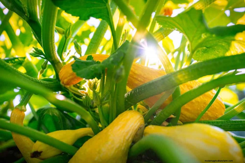 Quick-Growing Vegetables: 27 Varieties for Fast Harvests