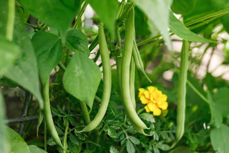 Quick-Growing Vegetables: 27 Varieties for Fast Harvests