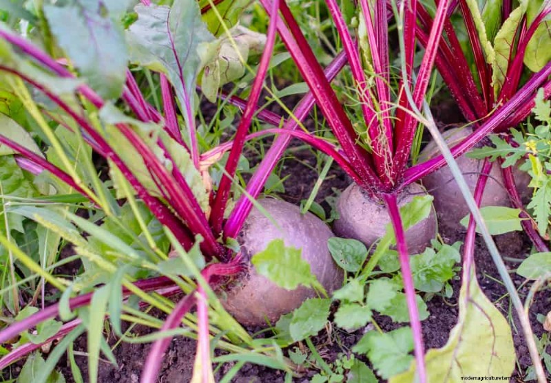 Quick-Growing Vegetables: 27 Varieties for Fast Harvests