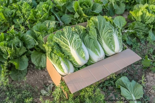 Quick-Growing Vegetables: 27 Varieties for Fast Harvests