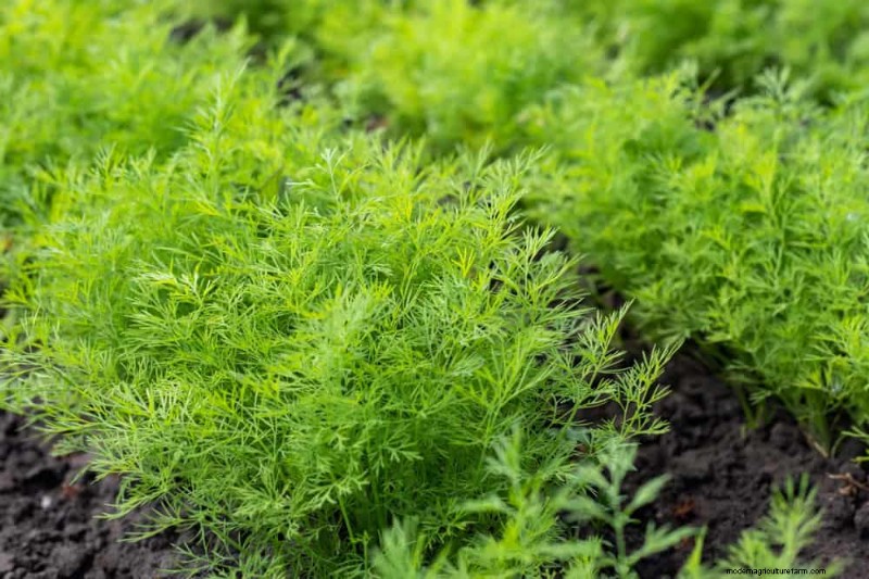 Quick-Growing Vegetables: 27 Varieties for Fast Harvests