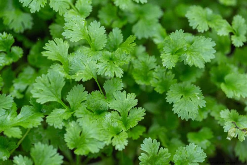Quick-Growing Vegetables: 27 Varieties for Fast Harvests