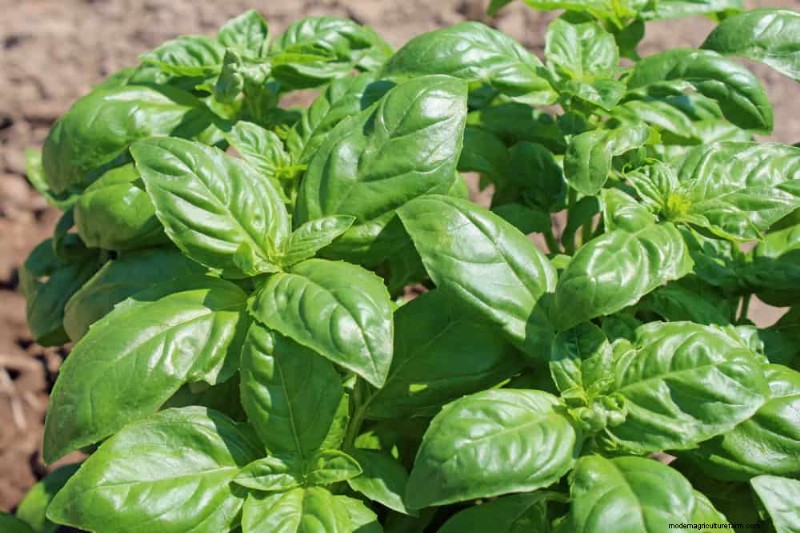 Quick-Growing Vegetables: 27 Varieties for Fast Harvests