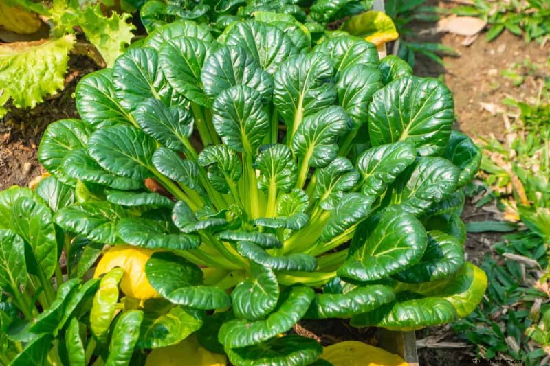 Quick-Growing Vegetables: 27 Varieties for Fast Harvests