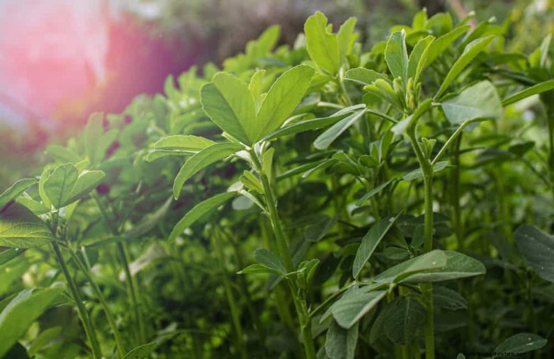 Quick-Growing Vegetables: 27 Varieties for Fast Harvests