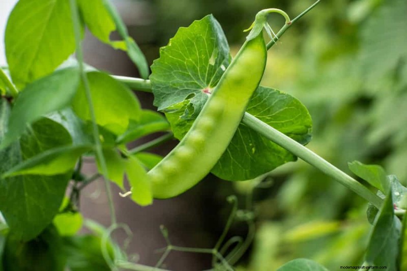 Quick-Growing Vegetables: 27 Varieties for Fast Harvests