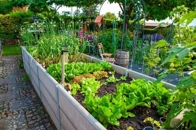 Quick-Growing Vegetables: 27 Varieties for Fast Harvests