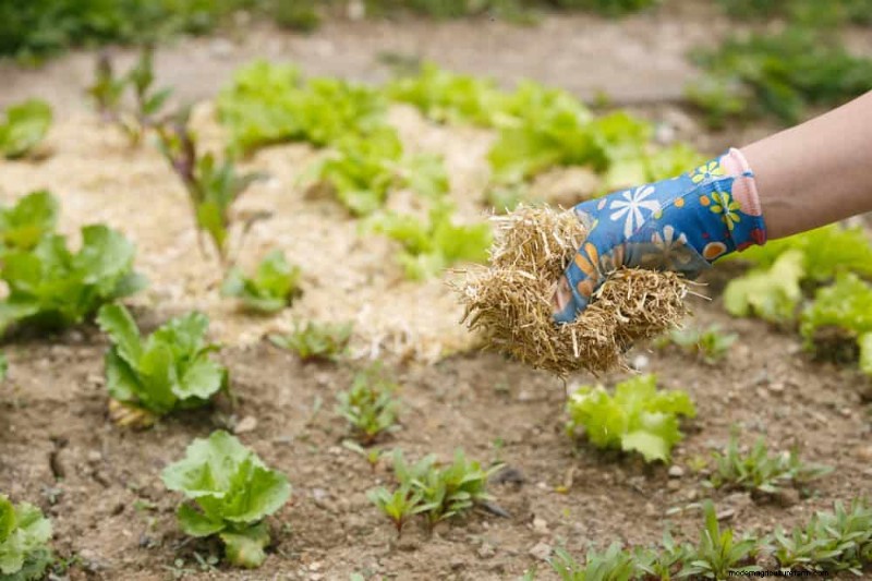 Protect Your Garden: 21 Proven Methods for Spring Pest Control