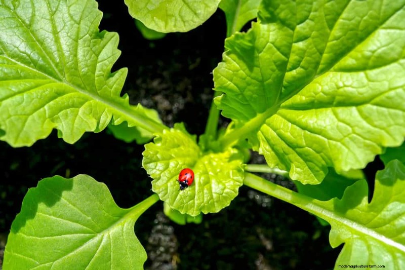 Protect Your Garden: 21 Proven Methods for Spring Pest Control