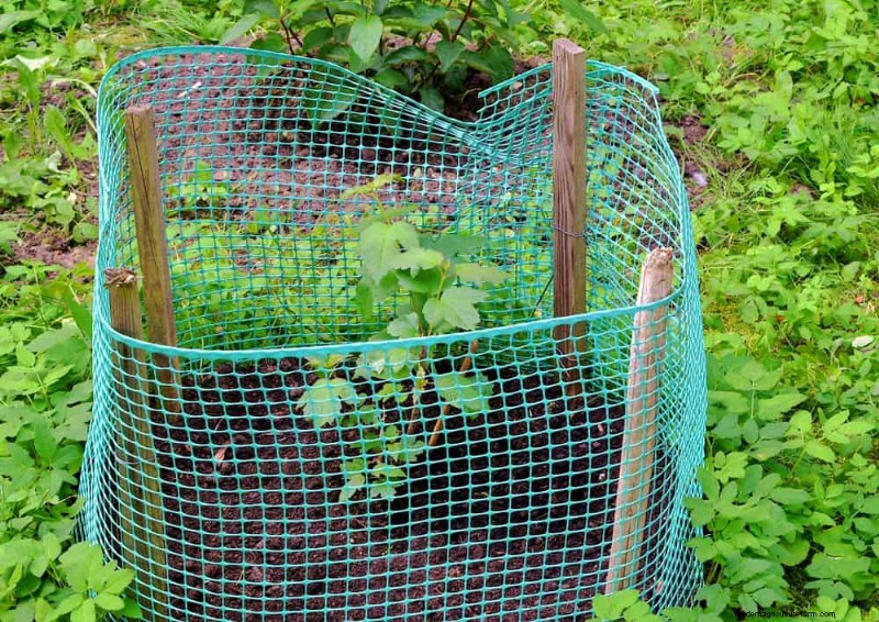 Protect Your Garden: 21 Proven Methods for Spring Pest Control